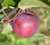 Estonian Wine Apple, red fleshed apple variety